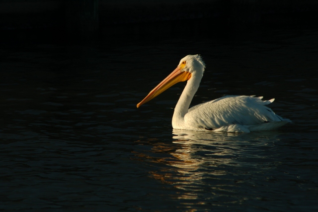 white pelican